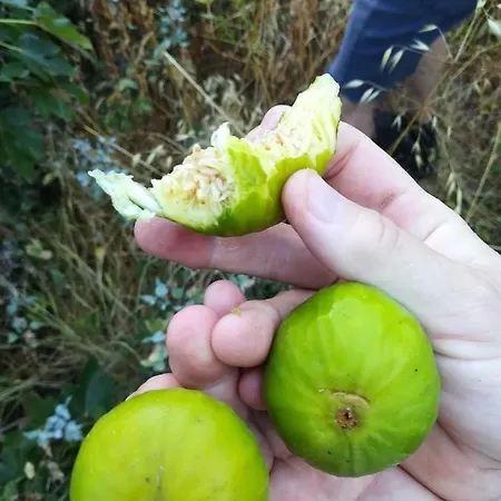 Séjour chez l'habitant Cc39-q4 *