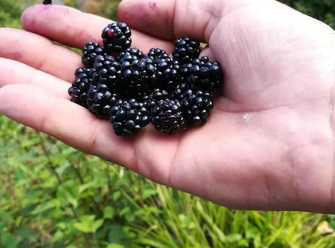 Quarto em Acomodações Particulares Cc39-q4 Funchal (Madeira)