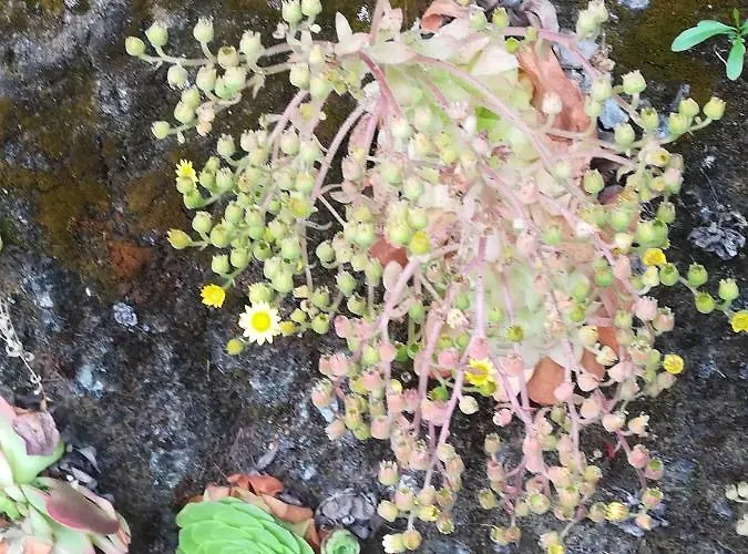 홈스테이 Cc39-q4 *